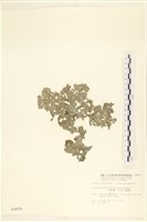 褐海扇藏品圖，第1張