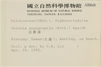法囊藻藏品圖，第2張