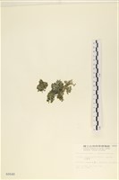 法囊藻藏品圖，第3張