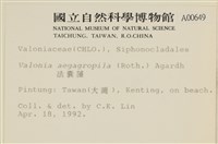 法囊藻藏品圖，第2張