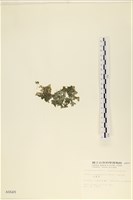 法囊藻藏品圖，第3張