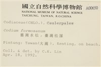 臺灣水松, 臺灣松藻藏品圖，第2張
