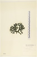 臺灣水松, 臺灣松藻藏品圖，第3張
