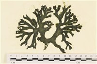 臺灣水松, 臺灣松藻藏品圖，第1張