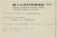 臺灣水松, 臺灣松藻藏品圖，第2張