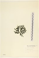 臺灣水松, 臺灣松藻藏品圖，第3張