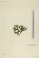 臺灣水松, 臺灣松藻藏品圖，第3張