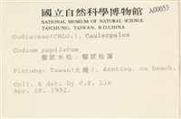 瘤狀水松, 瘤狀松藻藏品圖，第2張
