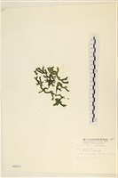 瘤狀水松, 瘤狀松藻藏品圖，第3張