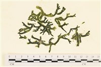 瘤狀水松, 瘤狀松藻藏品圖，第1張
