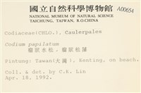 瘤狀水松, 瘤狀松藻藏品圖，第2張