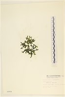 瘤狀水松, 瘤狀松藻藏品圖，第3張