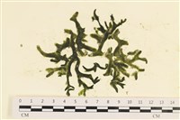 瘤狀水松, 瘤狀松藻藏品圖，第1張