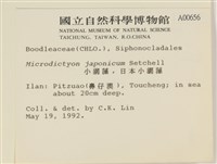 小網藻, 日本小網藻藏品圖，第2張