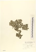 小網藻, 日本小網藻藏品圖，第3張