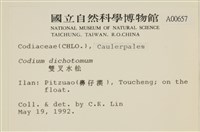 雙叉水松藏品圖，第2張