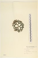 雙叉水松藏品圖，第3張