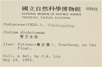 雙叉水松藏品圖，第2張