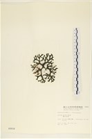 雙叉水松藏品圖，第3張