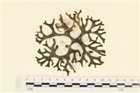 雙叉水松藏品圖，第1張