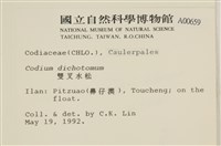 雙叉水松藏品圖，第2張