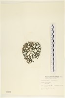雙叉水松藏品圖，第3張