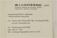 盾葉蕨藻藏品圖，第2張