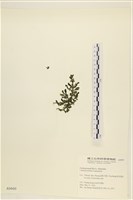 盾葉蕨藻藏品圖，第3張