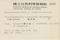 網球藻藏品圖，第2張