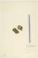 網球藻藏品圖，第1張