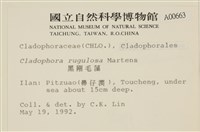 黑剛毛藻藏品圖，第2張