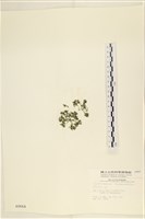 登錄號:A00000664藏品圖，第3張