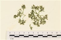 登錄號:A00000664藏品圖，第1張