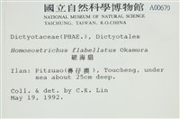 多扇藻藏品圖，第2張