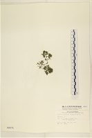 登錄號:A00000675藏品圖，第2張