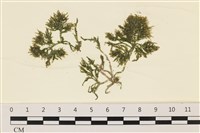 登錄號:A00000675藏品圖，第1張