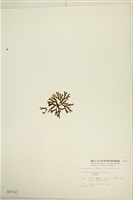 厚緣藻藏品圖，第3張