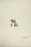 厚緣藻藏品圖，第3張