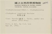 黑剛毛藻藏品圖，第2張
