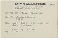 厚緣藻藏品圖，第2張