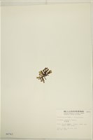 厚緣藻藏品圖，第3張
