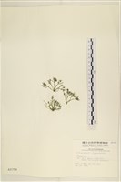 登錄號:A00000759藏品圖，第1張