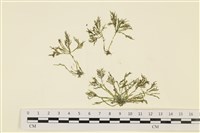 登錄號:A00000760藏品圖，第1張