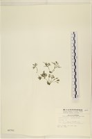 登錄號:A00000761藏品圖，第3張