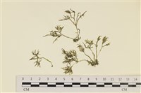 登錄號:A00000761藏品圖，第1張