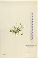 登錄號:A00000763藏品圖，第1張