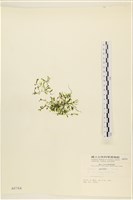 登錄號:A00000764藏品圖，第1張