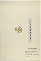 布氏藻藏品圖，第3張