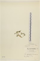 登錄號:A00000768藏品圖，第3張