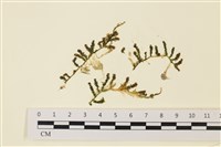 登錄號:A00000768藏品圖，第1張